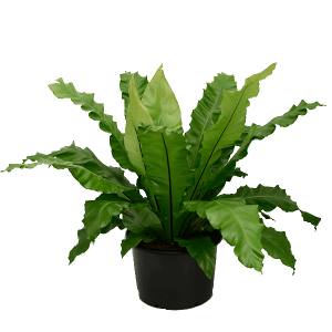 Asplenium- Helecho nido de ave