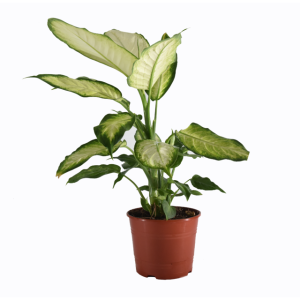 Diefembachia Mariana- mediana