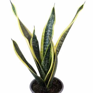 Sansevieria laurenti- mediana