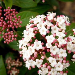 Viburnum tinus