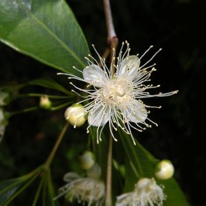 Murta