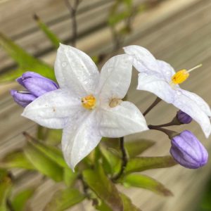 Jazmin solanum- Trepador