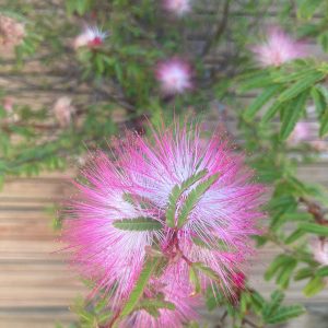 Plumerillo rosado Topeado