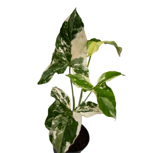 Singonio variegado