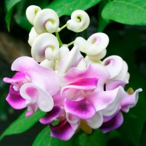 Vigna caracala- Trepadora caracol