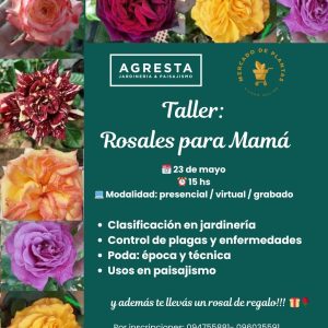 Masterclass TODO SOBRE ROSALES