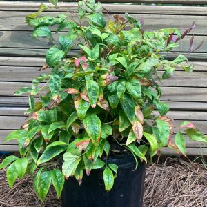 Nandina domestica- Fire