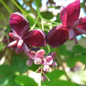 Akebia quinata